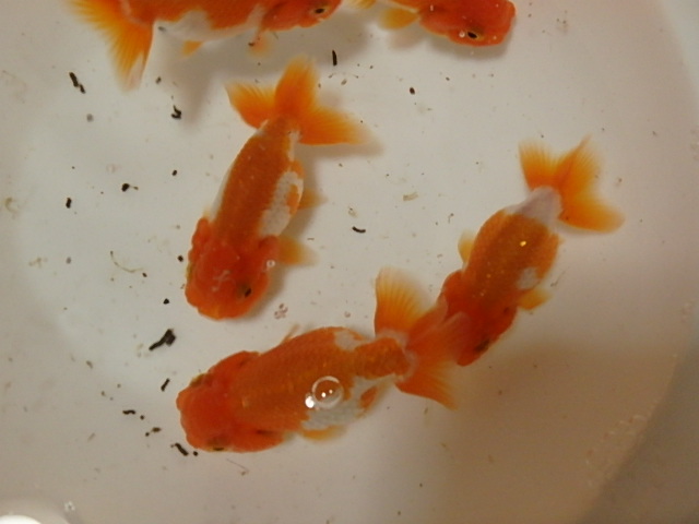 f0334143_20473159.jpg