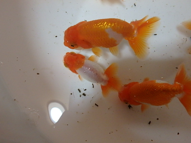 f0334143_20474252.jpg