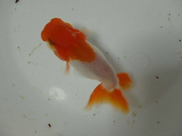 f0334143_2047474.jpg