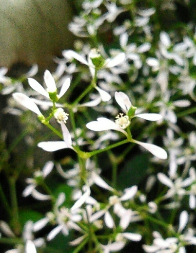 a0018655_14073514.jpg