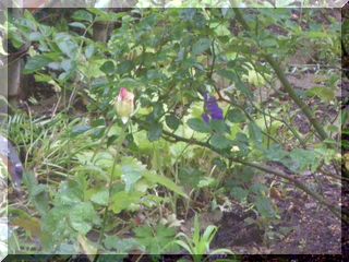 c0024861_16184728.jpg