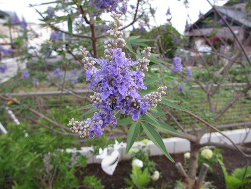 a0243064_8324059.jpg