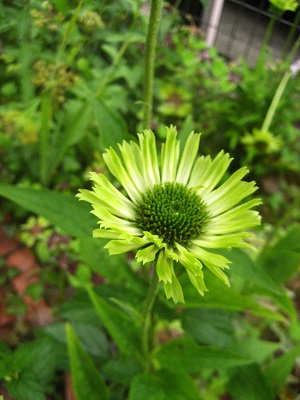c0289473_17532062.jpg