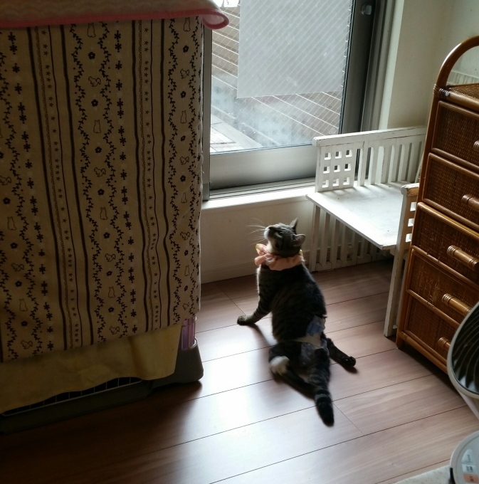 e0144012_17482190.jpeg