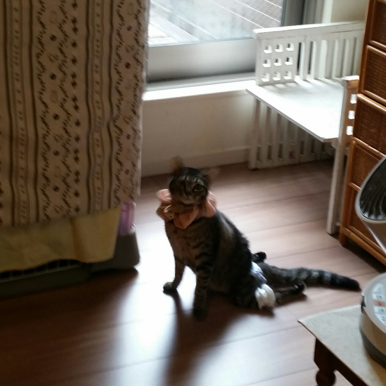 e0144012_17490700.jpeg