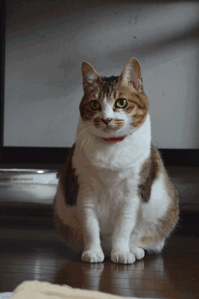 c0136736_15521878.gif