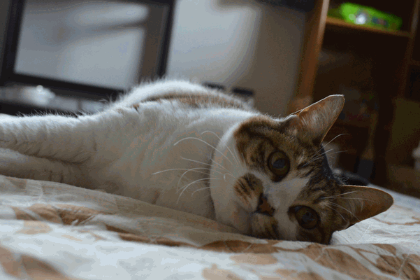 c0136736_15541679.gif