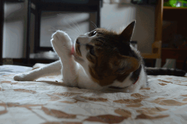 c0136736_15543091.gif