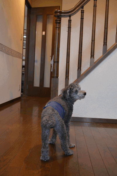c0136736_15572323.gif