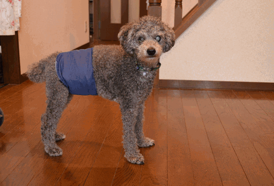 c0136736_15581442.gif