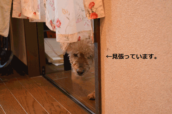 c0136736_15585338.gif
