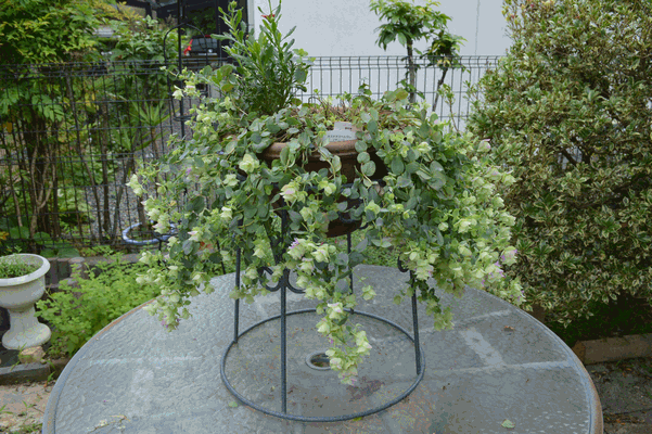 c0136736_1615058.gif