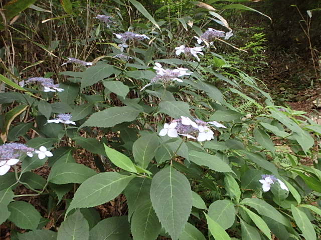 f0334143_17442176.jpg