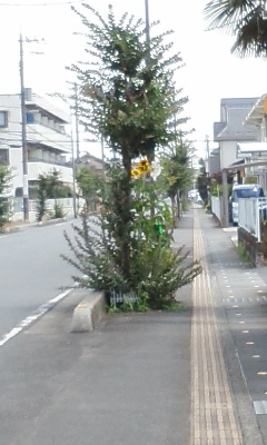 f0153547_11474509.jpg