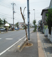 f0153547_11485942.jpg