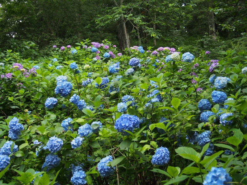 b0039898_10282678.jpg