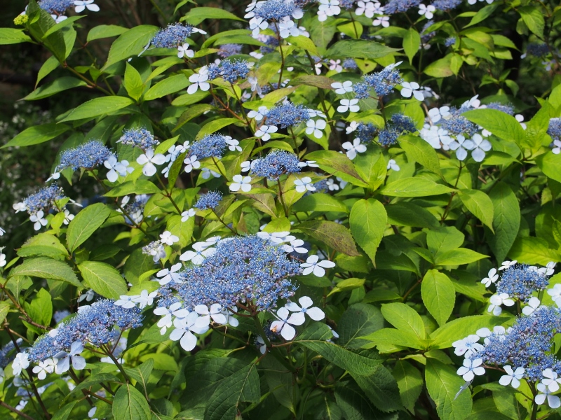 b0039898_10301270.jpg