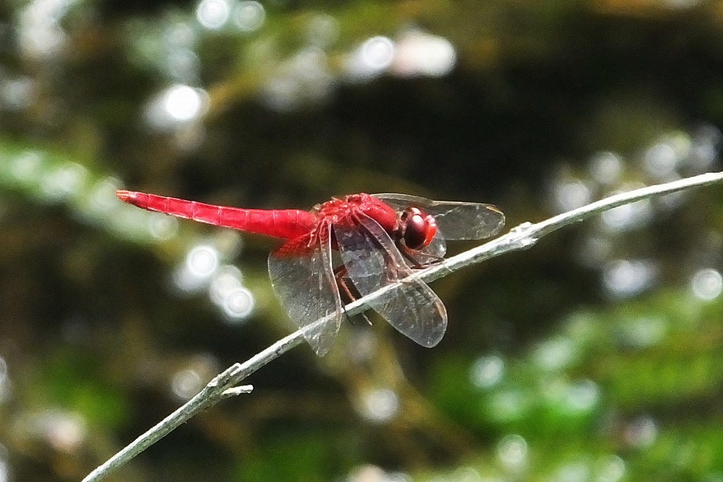 b0236251_1050509.jpg