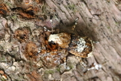 c0369491_21464333.jpg