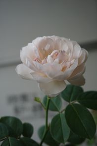 c0192740_19140746.jpg