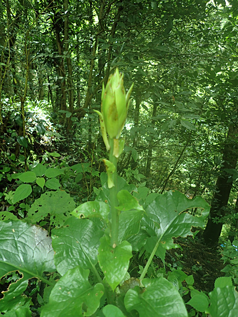 f0214649_5244169.jpg