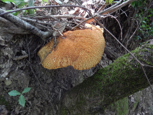 e0352220_14365653.jpg