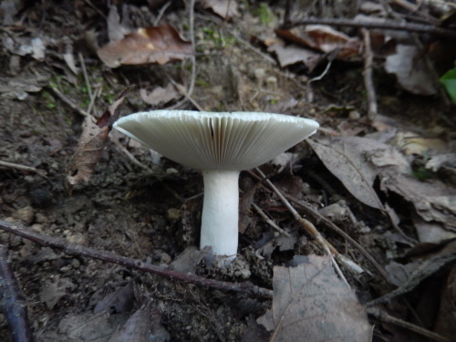 e0352220_14390927.jpg