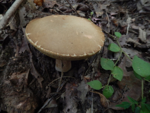 e0352220_14483940.jpg
