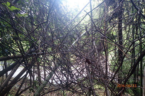 e0138321_0581286.jpg