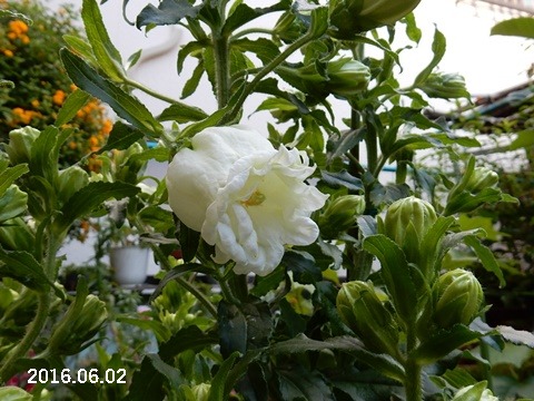 e0033229_18292012.jpg