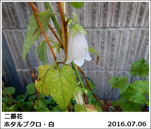 e0033229_18312970.jpg