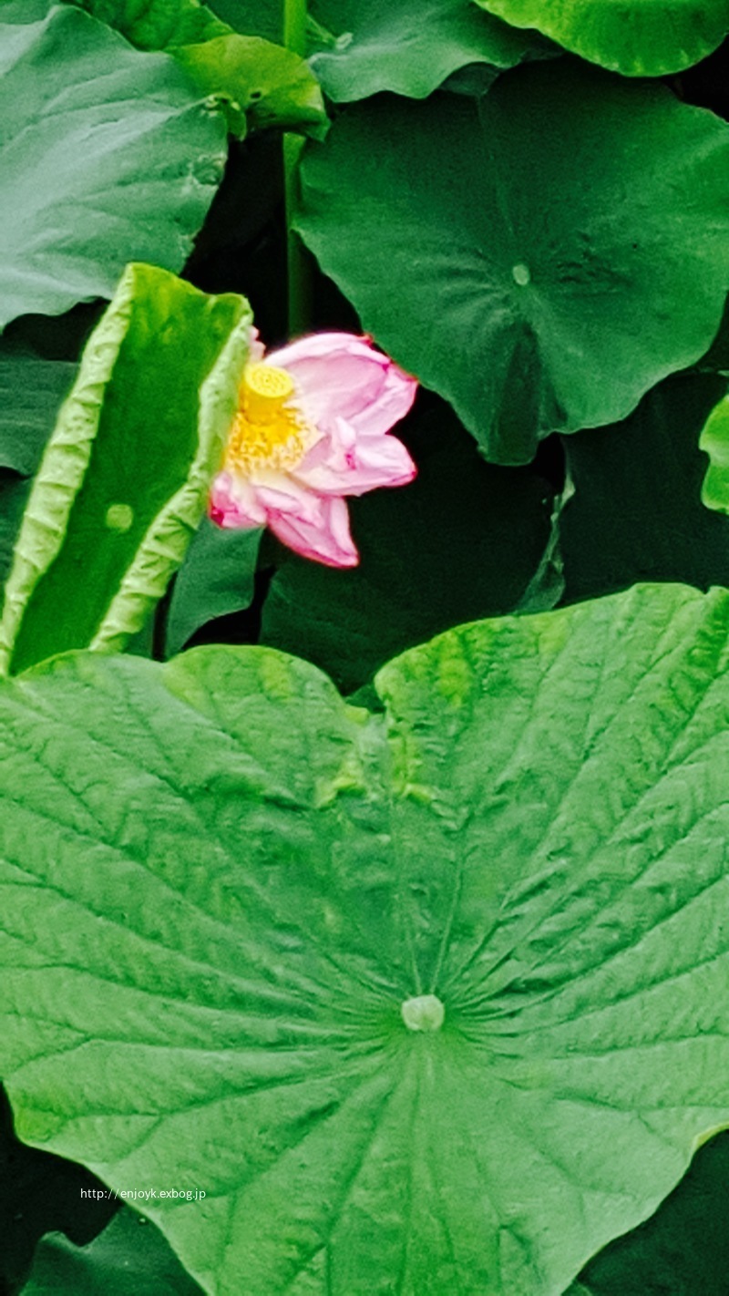 d0269832_13595295.jpeg