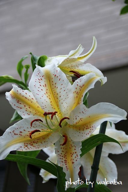 e0052135_22010564.jpg