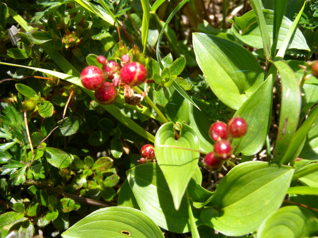 e0272335_5115113.jpg