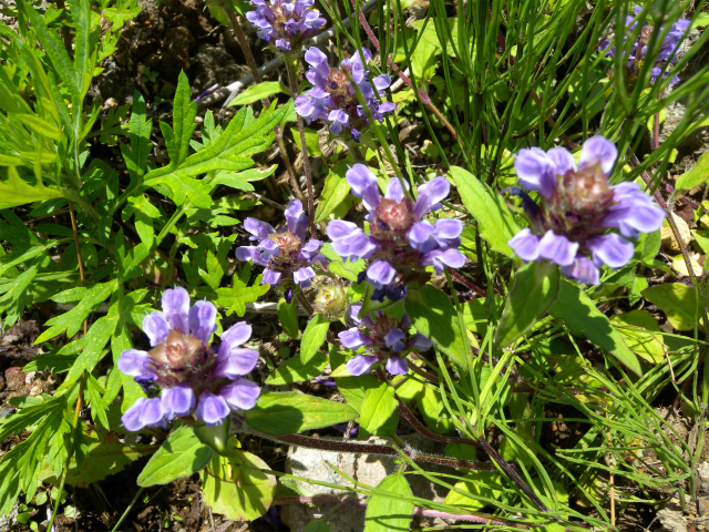 e0272335_5483993.jpg