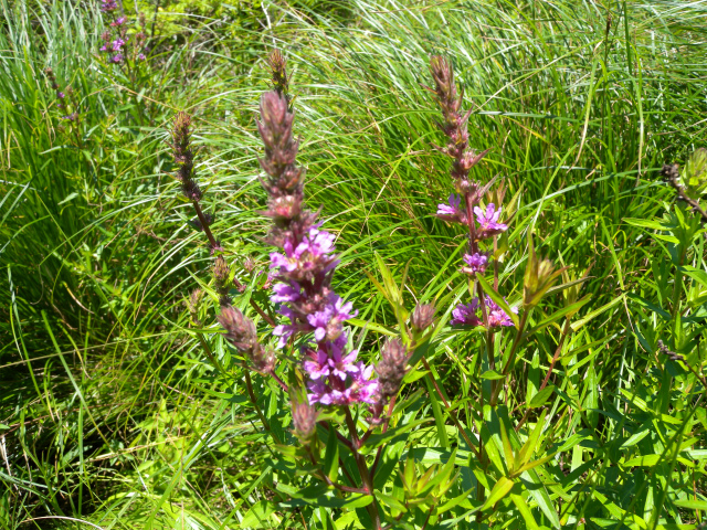 e0272335_8323794.jpg
