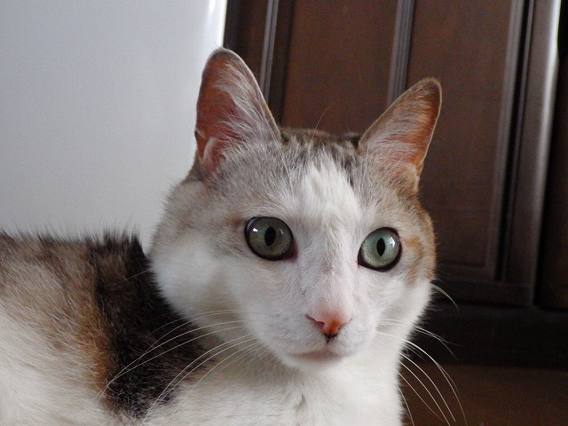 a0337237_13184750.jpg