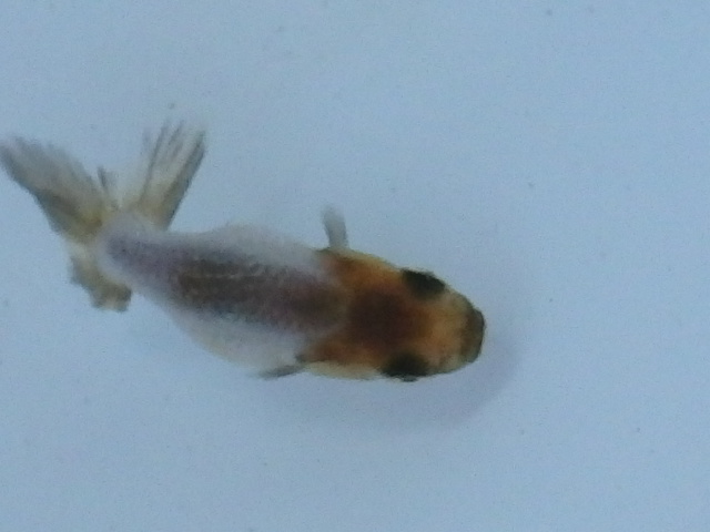 f0334143_18425171.jpg