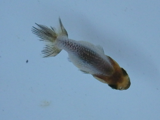 f0334143_18425710.jpg