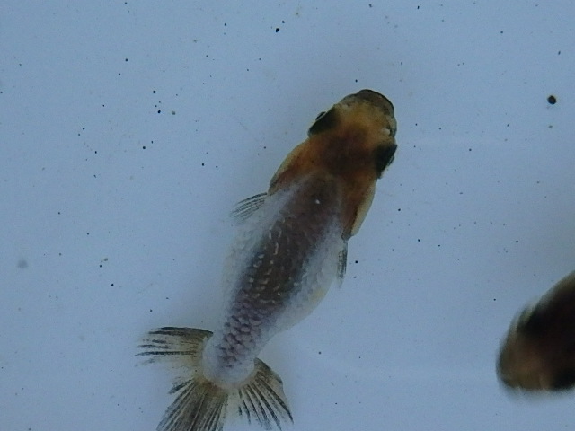 f0334143_18431634.jpg