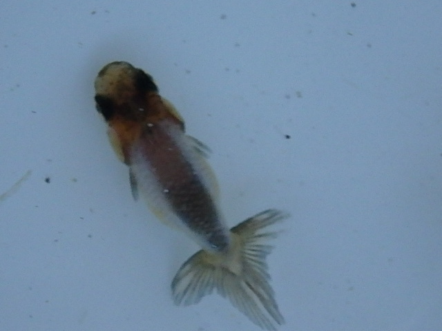 f0334143_18432170.jpg