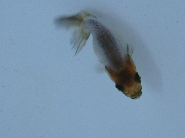 f0334143_1843488.jpg