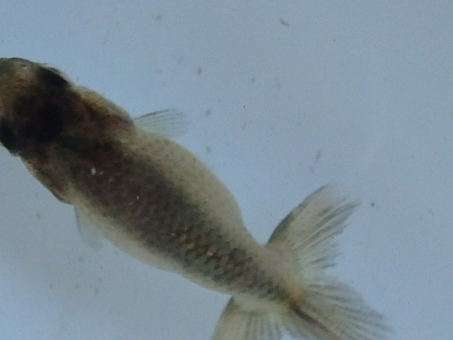 f0334143_18455691.jpg