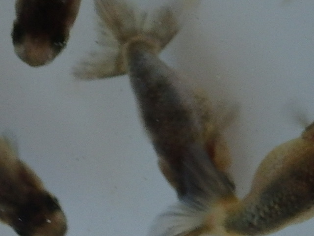f0334143_18461769.jpg