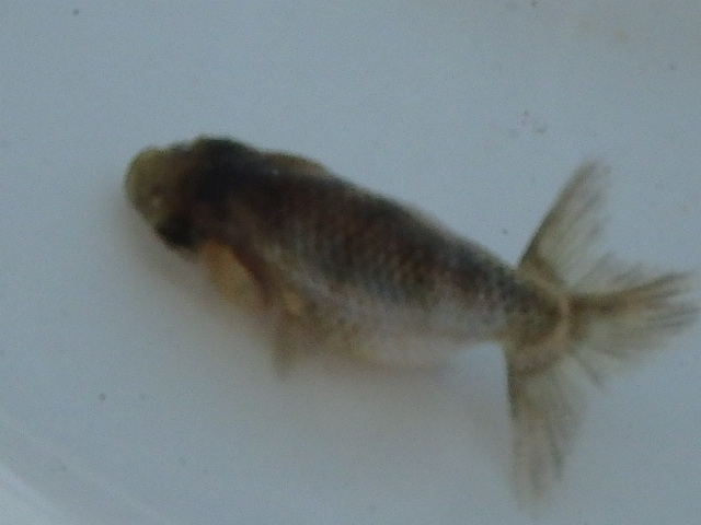 f0334143_18463571.jpg