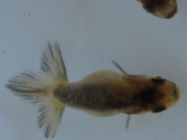f0334143_1846524.jpg