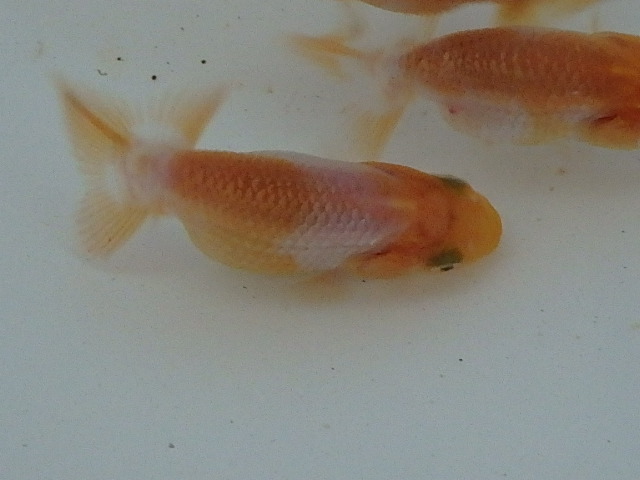 f0334143_1847166.jpg