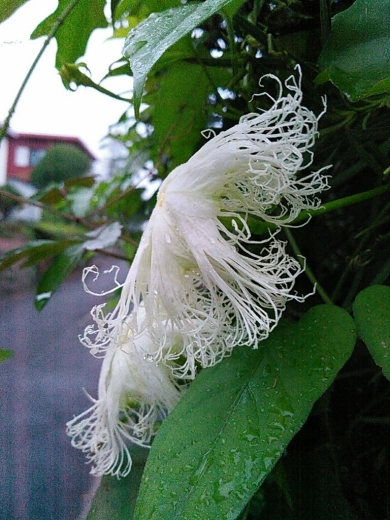 a0018655_10440152.jpg