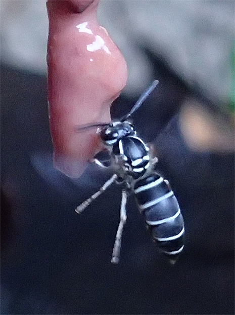 f0214649_3591425.jpg