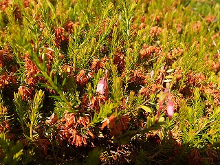 e0004756_2029136.jpg